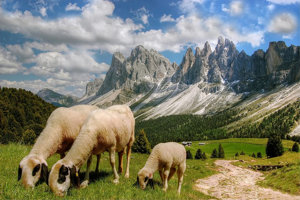moutons devant la montagne