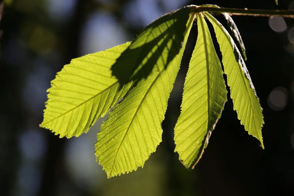 la feuille de châtaignier pour faire ses besoins dans la nature