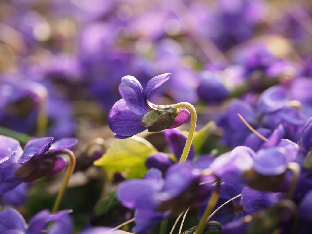 Les fleurs de la violette odorantes sont comestibles