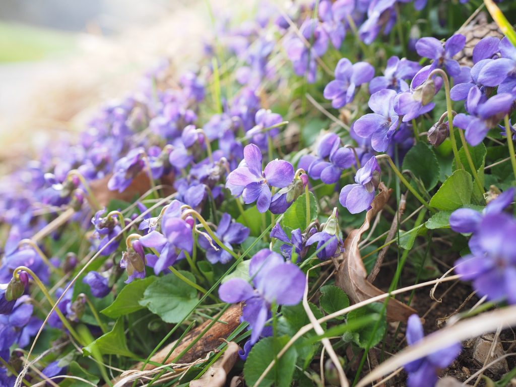 La violette odorante est une plante comestible