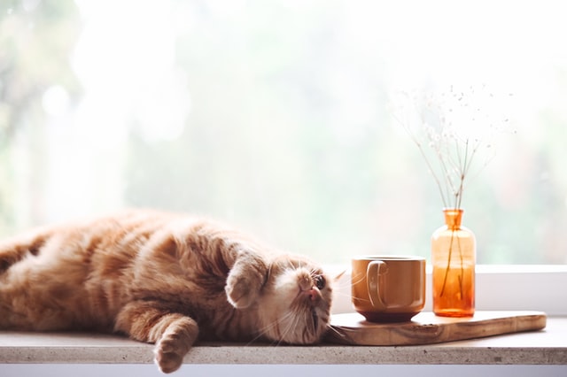 Chat dans sa zone de confort qui fait la sieste sur une table.