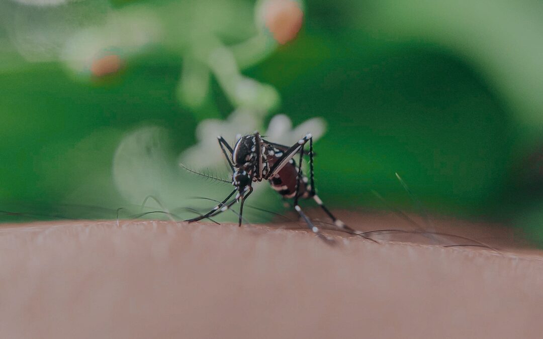 Comment éloigner les moustiques de son van aménagé ?